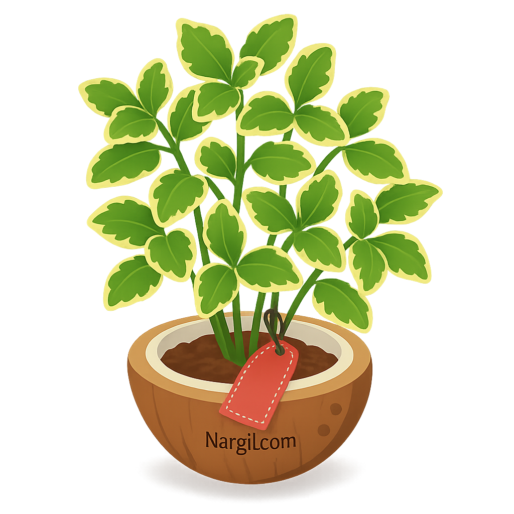  Nargil - Cerveza 'n Lime